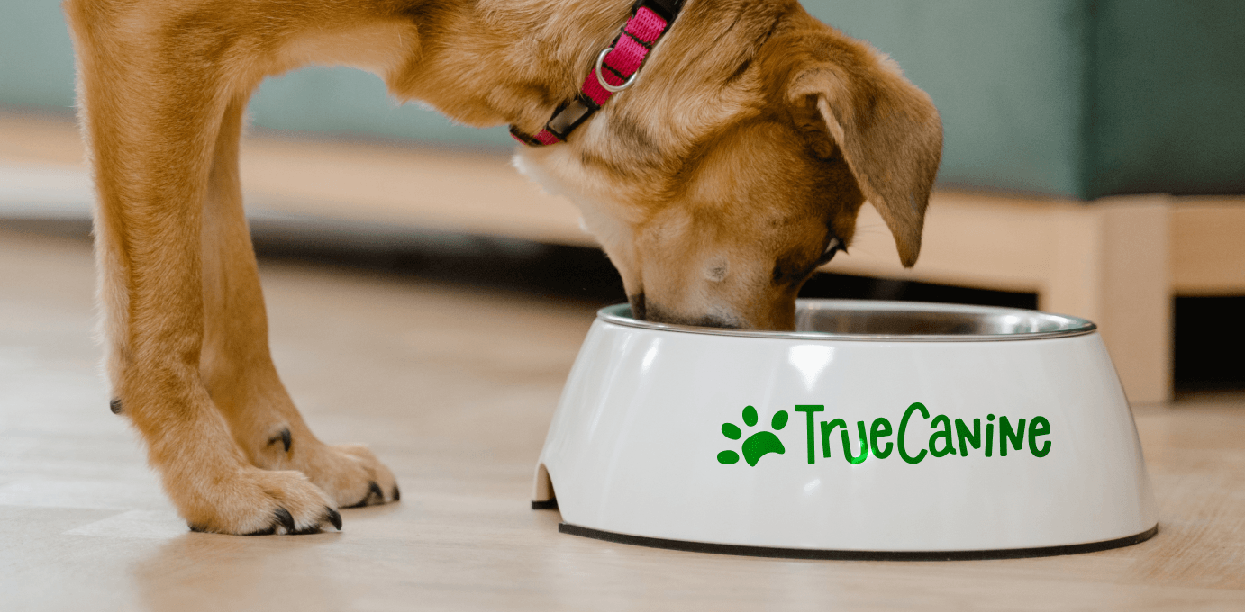 Dog eating from a white bawl with the logo True Canine on it.