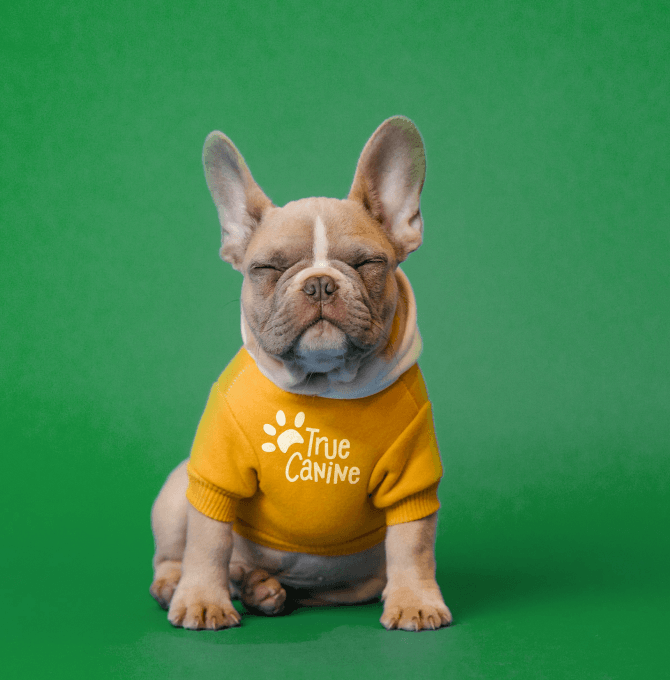 A French bulldog in a yellow sweatshirt with the logo True Canine on a green background.